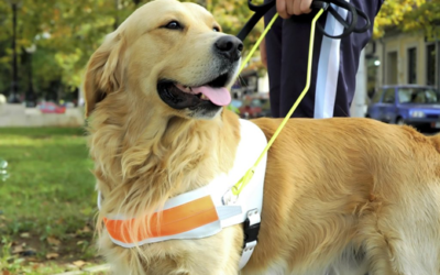 HR Corner: Service Animals in the Workplace – what you need to know