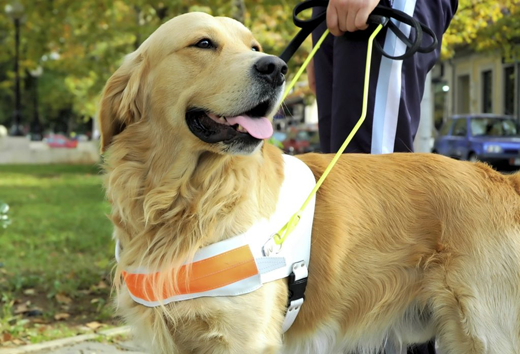 HR Corner: Service Animals in the Workplace – what you need to know